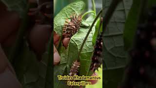 Troides Rhadamantus “Gold wing” CaterpillarCourtesy of Mindoro Butterfly Sanctuary [upl. by Greiner]