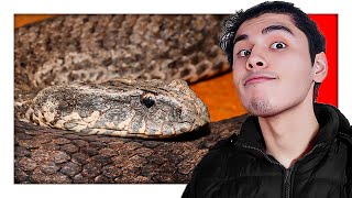 COMMON DEATH ADDER  The Snake with a LURE [upl. by Leary]