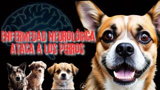 🚨🔥 ALERTA NUEVA ENFERMEDAD NEUROLOGICA ATACA A LOS PERROS Y KLEBSIELLA OXYTOCA 🚨🔥 [upl. by Tav52]