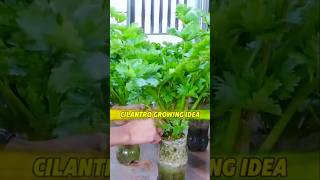 Cilantro Growing Idea in your Kitchen Room প্লাস্টিকের বোতলে ধনিয়া পাতা বৃদ্ধি shots cilantro [upl. by Katrine]