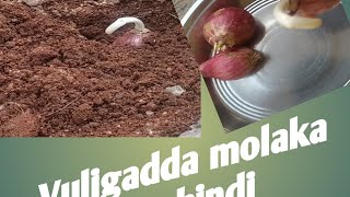 vuligadda molaka vachindi vuligadda molaka [upl. by Hereld]