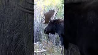 El coloso del busque alce toro documental curiosidades animales documental [upl. by Herbert703]