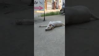 Balter dog loversong arijitsingh music love coversong funny kpcomedy punjabimusic comedy 👌👌 [upl. by Madigan]