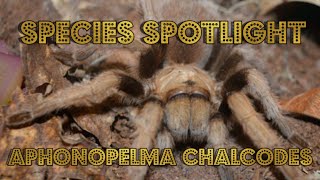 Species Spotlight Aphonopelma Chalcodes Arizona Blonde Tarantula [upl. by Fabiano]