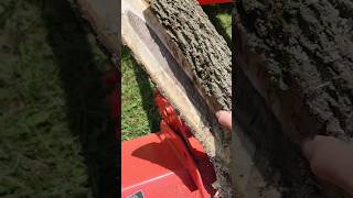 This Is What The Inside Of A Walnut Tree Looks Like farmlife shorts homesteading diy walnut [upl. by Fugazy]