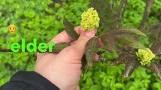 Elderflower Benefits Uses amp Side Effects [upl. by Annil]