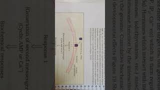 Chemical coordination and integration Figure 195a mechanism of hormone action protin harmone🙏 [upl. by Sinaj]