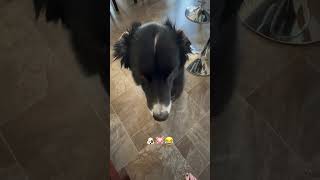 WTF Chien avec oreilles de cochonDog with pig ears🐶🐷😂😲MPF5zp5kl chiensdogfunnyvideo [upl. by Quirita]