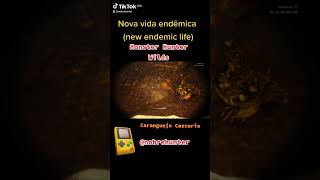 Caranguejo Cascurio nova vida endêmica new endemic life Monster Hunter Wilds monsterhunterwilds [upl. by Frodi]