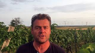 Austrias Carnuntum wine region with Gerhard Markowitsch [upl. by Noemys]