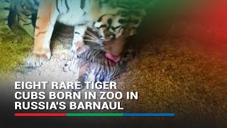 Eight rare tiger cubs born in zoo in Russias Barnaul  ABSCBN News [upl. by Klingel]