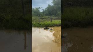 Tapirus terrestris having a swim [upl. by Henricks]