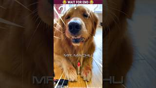 Micky 🐶 The dog  Story Of Amazing Dog 🐕  Malayalam Funny  Part160 dog shorts malayalam cute [upl. by Lewanna]