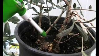 Recuperación de un bonsai de olivo [upl. by Cyprio131]