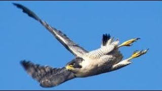 Сокол Сапсан атаки Falcon Peregrine Falcon Attack [upl. by Guglielmo119]