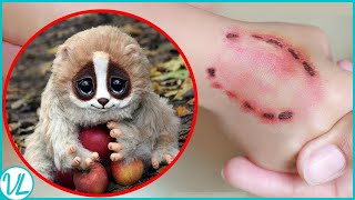 This Cute Little Animal Can Actually Kill You Slow Loris [upl. by Nomannic]