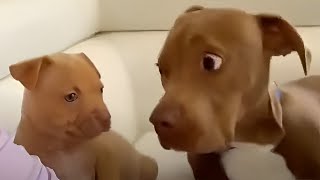 Videos De Risa De Animales 2023  Cuando Dios te envía un perro divertido 😅 [upl. by Hessler]