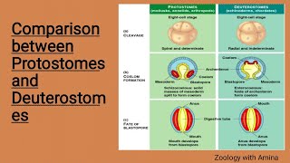 Comparison between protostomes and deuterostomes  protostomia and deuterostomia [upl. by Honig867]