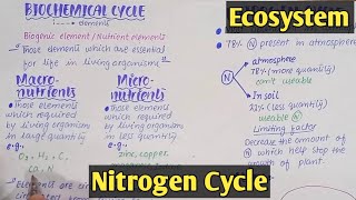 Biochemical cycle  Nitrogen Cycle  Class 12 Biology [upl. by Anekam114]