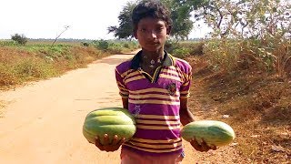 Fresh RIPE Cucumis melo fruit  ripe cucumber Dosakaya fruit  Village Survival Food [upl. by Bethany]