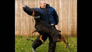 How to Train a Dog to Attack K91com [upl. by Hsilgne]