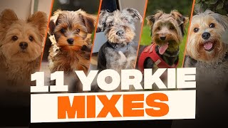 Yorkie Mixes 11 Cutest Yorkshire Terrier Crossbreeds That You Never Knew [upl. by Amandi]