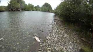 Stamp River Coho Fishing [upl. by Yatnohs325]