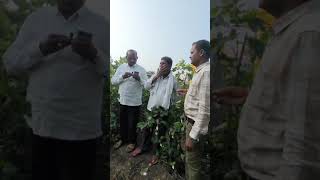 Akhanda Amar Biotech Cotton Seeds Rajanna Sirsilla Area [upl. by Ellah]