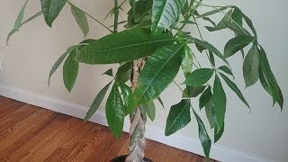 Propagating Money Tree in Water  Part 1 [upl. by Hanford798]