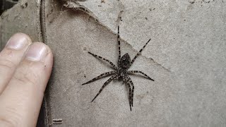 Dark Fishing Spider Dolomedes tenebrosus hanging out in central PA 🕷️🕸️👍 [upl. by Darsie617]