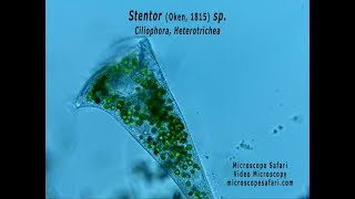 Stentor sp [upl. by Leahcimnaes238]