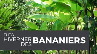 Tuto  Hiverner les bananiers [upl. by Ellehcan779]