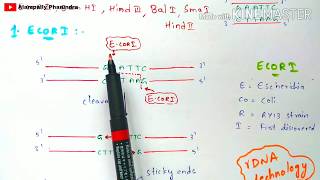 Restriction endonuclease enzyme  Mechanism  Briefly explained  Bio science [upl. by Zoa126]