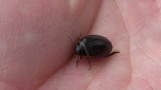 Predaceous Diving Beetle Dytiscidae Grophoderus occidentalis in Hand [upl. by Anairb]