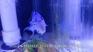 Male amp Female Watanabei Angelfish Genicanthus Watanabei 4K [upl. by Stein]