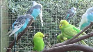 Grasparkieten  Parkieten  Parkieten geluiden  Volièrevogels  Parakeet sounds  Bird sounds [upl. by Muir802]