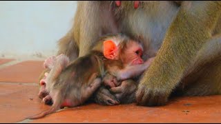 Congratulations To Luna On Giving Birth To A Beautiful New Baby 250624 monkey cute monkey [upl. by Animor]