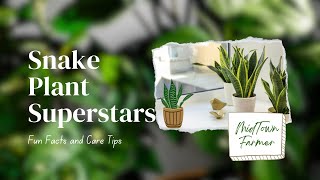 Snake Plants The Surprising Truth You Need to Know [upl. by Ailedua]