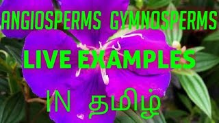 Angiosperms ampGymnosperms in Tamil  with live examples🤓🌱 [upl. by Aay280]