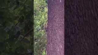 Descubrí un pájaro Carpintero camuflado en el árbol 🌳 Paisaje sonoro soundscape [upl. by Reprah487]