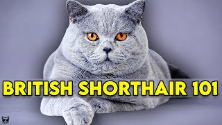 British Shorthair Cat 101  Learn EVERYTHING About Them [upl. by Ritter]