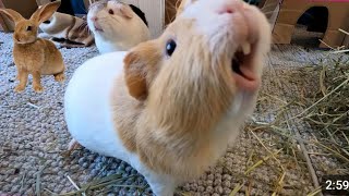 Guinea Pigs Play Tug Of War With Blade Of Grass 😍 guineapig guineapigfood budgis [upl. by Halivah]