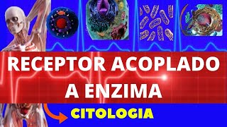 RECEPTORES ACOPLADOS A ENZIMAS SINALIZAÇÃO CELULAR  CITOLOGIA  ENSINO SUPERIOR [upl. by Phonsa]