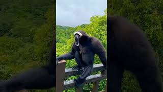 Crazy monkey  Monkey  monkeys video  baby monkey crazymonkey monkeys monkeyvideo monkeybaby [upl. by Ynnod]