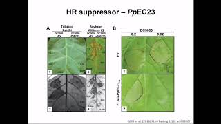 Soybean rust effector candiddates that alter plant immune responses  Steve Whitham [upl. by Novyart]