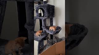 Planning their escape from the cardboard castle cat kitten catlover cute catvideos cutecat [upl. by Cirdnek719]