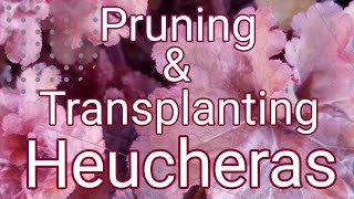 Pruning and Transplanting Heucheras AKA Coral Bells [upl. by Ortrud]