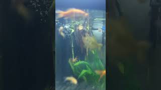 corner aquascape zebrafish goldfish minnows [upl. by Sulrac]