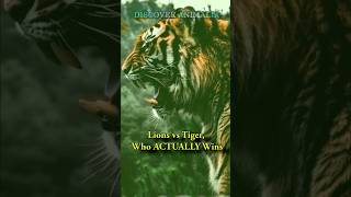 Lions Vs Tiger Who ACTUALLY Wins bigcats [upl. by Olwen]