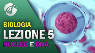 BIOLOGIA  Lezione 5  Il Nucleo e il DNA [upl. by Khanna860]